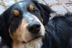 Therapiebegleithund Oskar